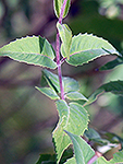 Wild Bergamot leaf