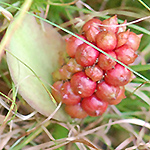 Wild Calla fruit