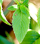Wild Mint leaf