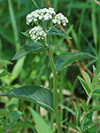 Wild Quinine plant
