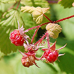 Wild red raspberry fruit