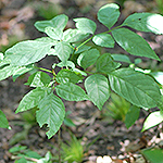 Wild Sarsaparilla leaf