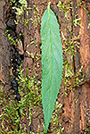 Willowherb leaf