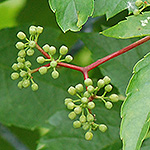 Grape Woodbine Flower Cluster