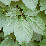 Grape Woodbine leaf