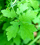 Wood Poppy leaf