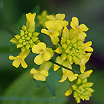 Yellow Rocket