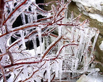 icicle on dogwood