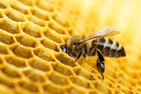 bee and honeycomb