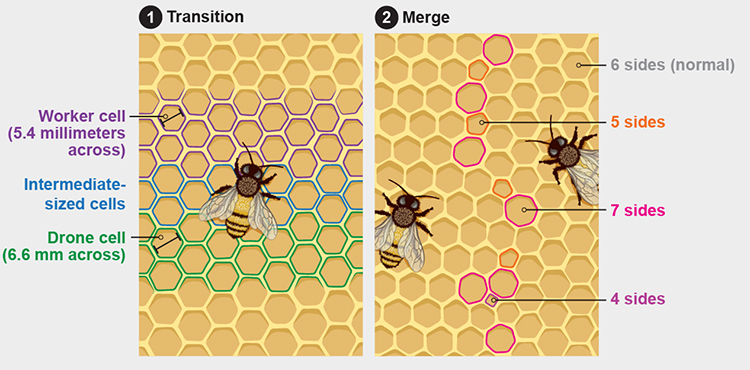 hive construction illustration