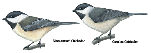 chickadee comparison