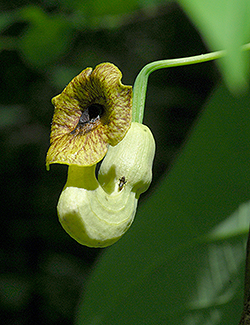Dutchman's Pipe-vine flower