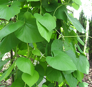 Dutchman's Pipe-vine leaves