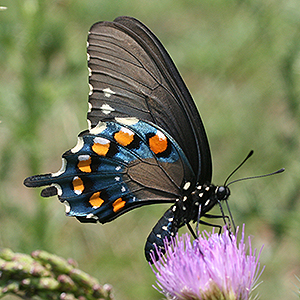Pipevine Swallowtail