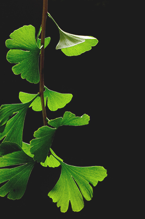 Ginkgo green leaves