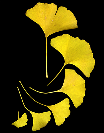 Ginkgo yellow leaves
