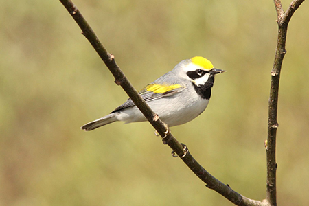 golden winged warbler