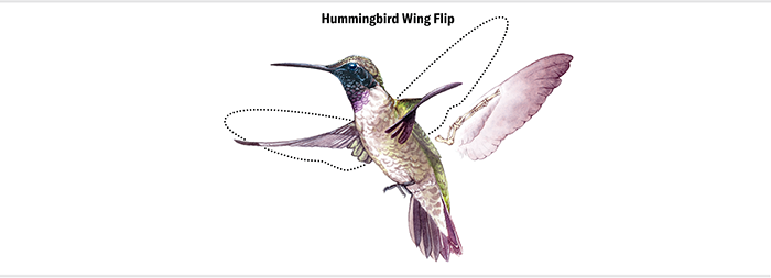 hummingbird graphic