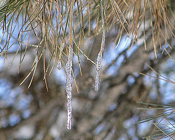 icicle on black pine