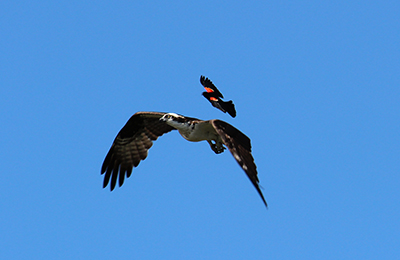 Redwing driving off Osprey