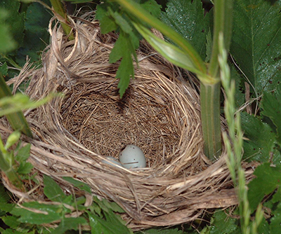 Redwing nest