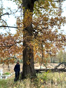 Illinois Swamp White Oak
